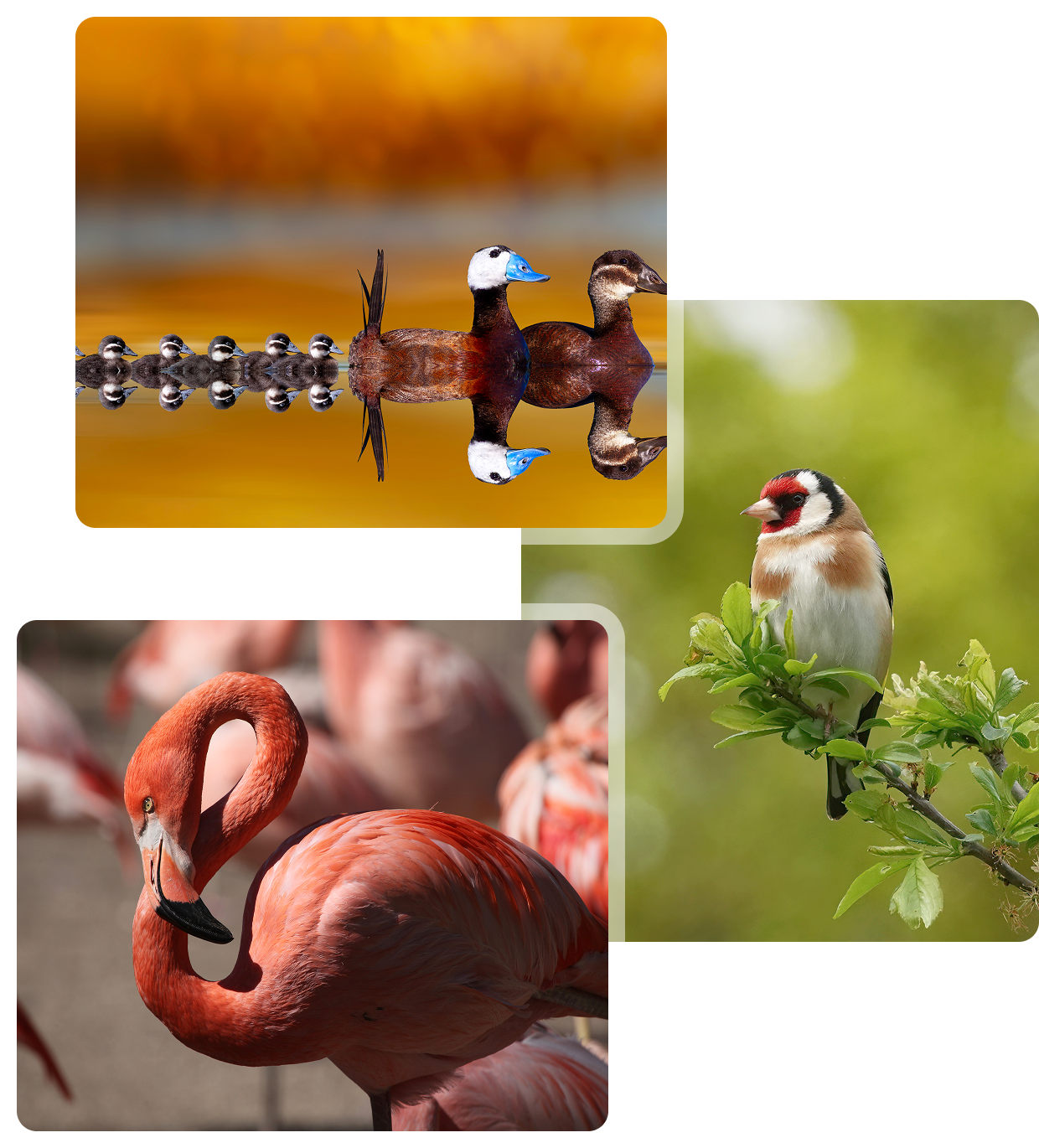 Flamingo, ducks, and small bird