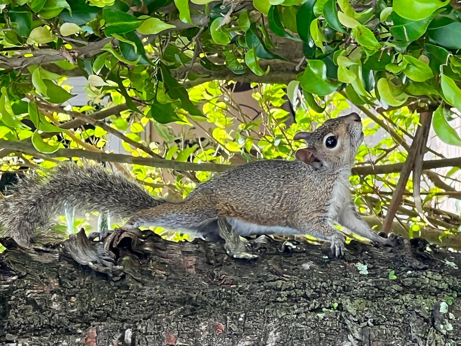 Curious squirrel on a branch