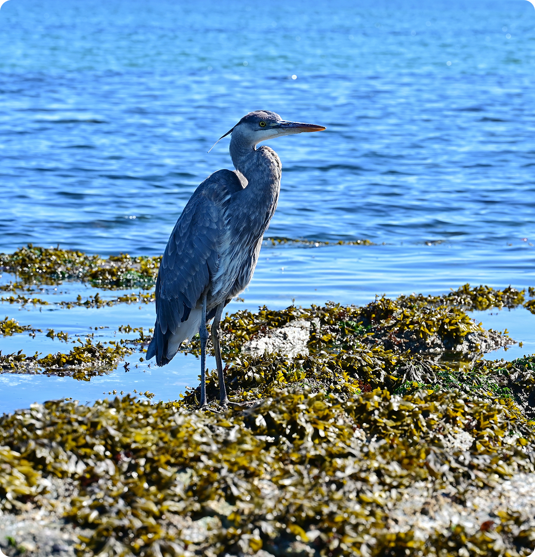 Heron standing by the sea