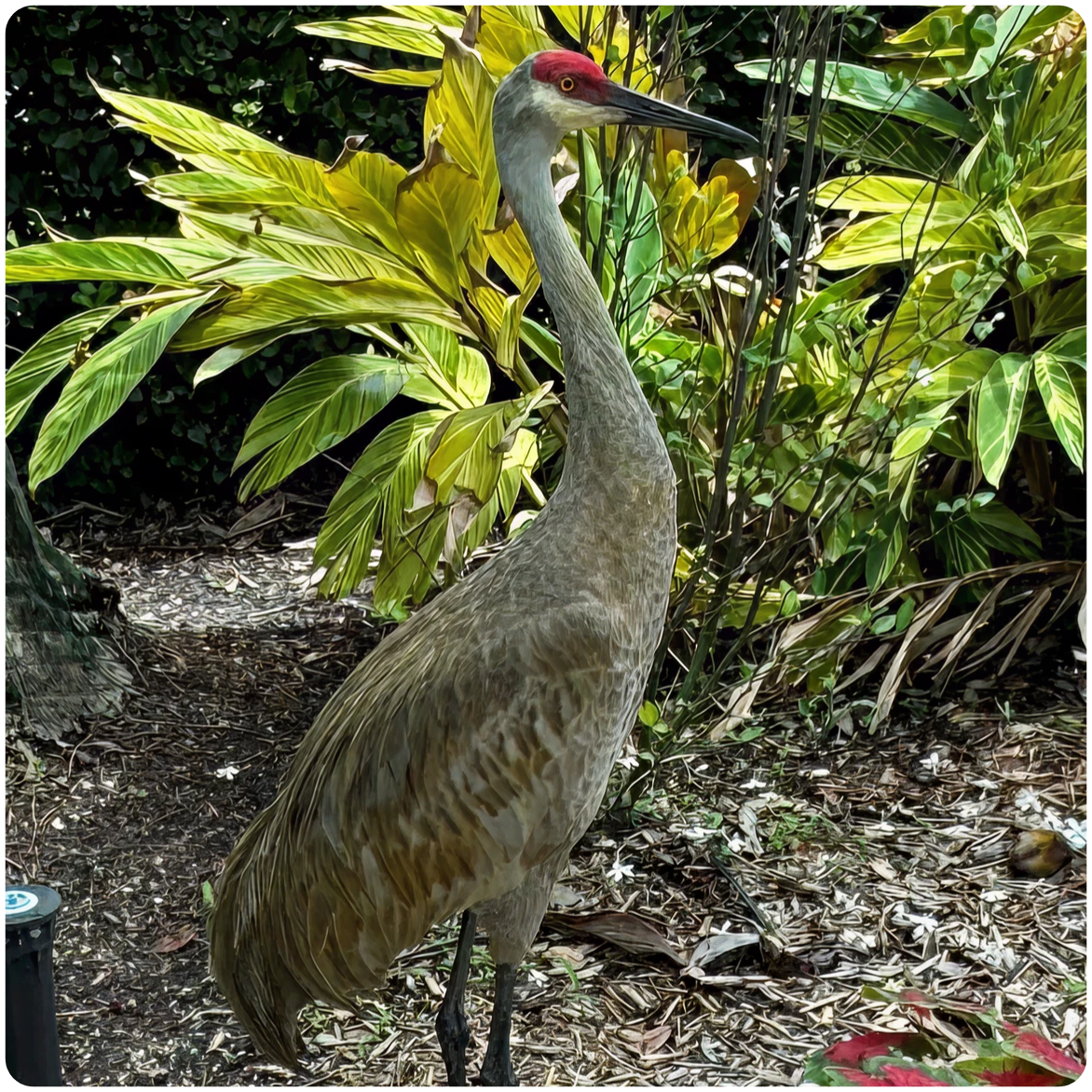 Crane standing among tropical plants