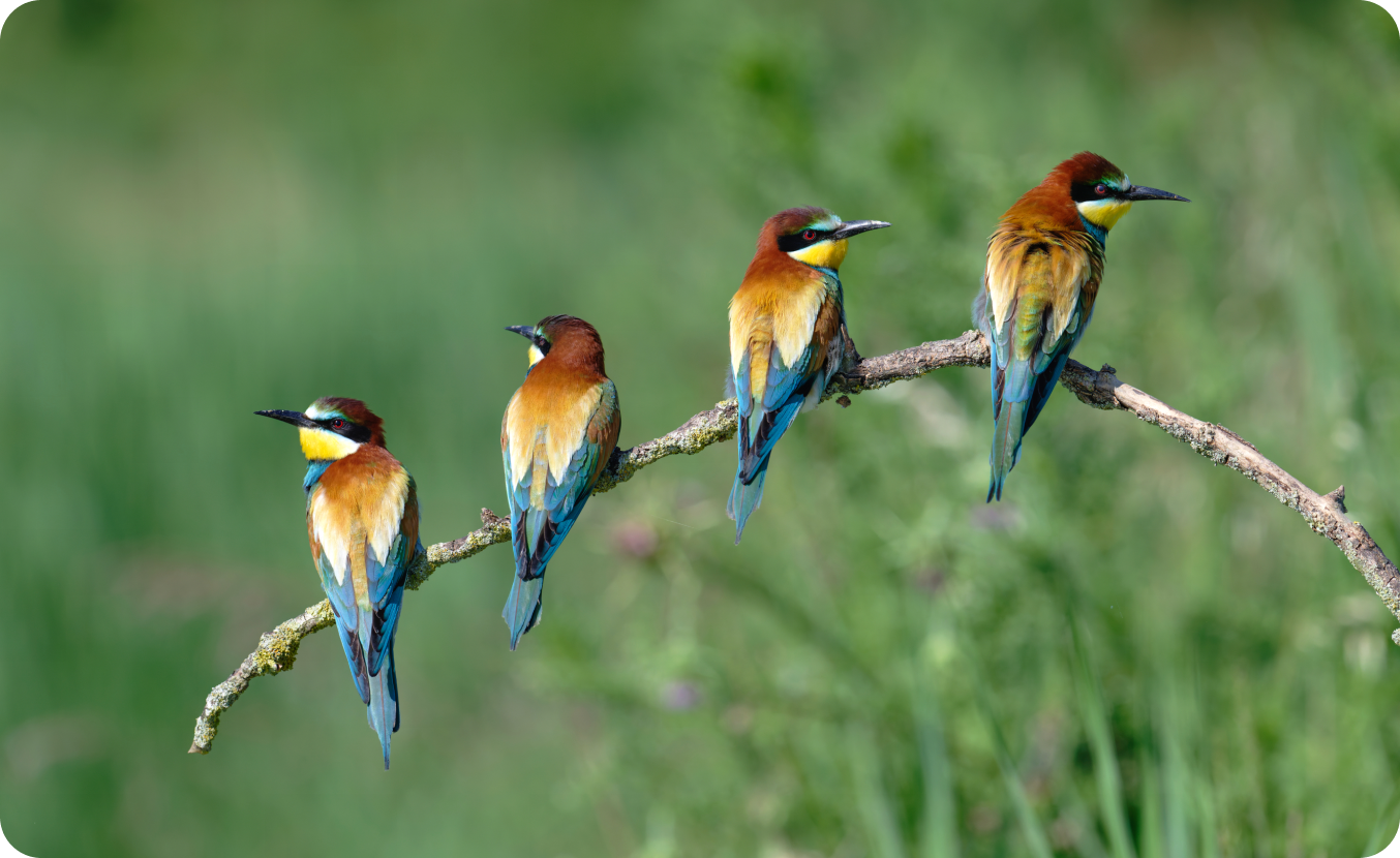 Group of birds with vivid plumage on branch