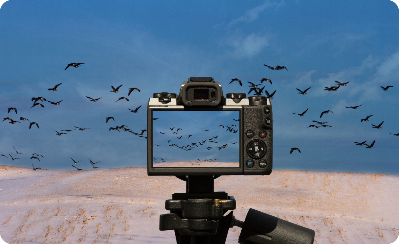 Photographing birds in desert landscape