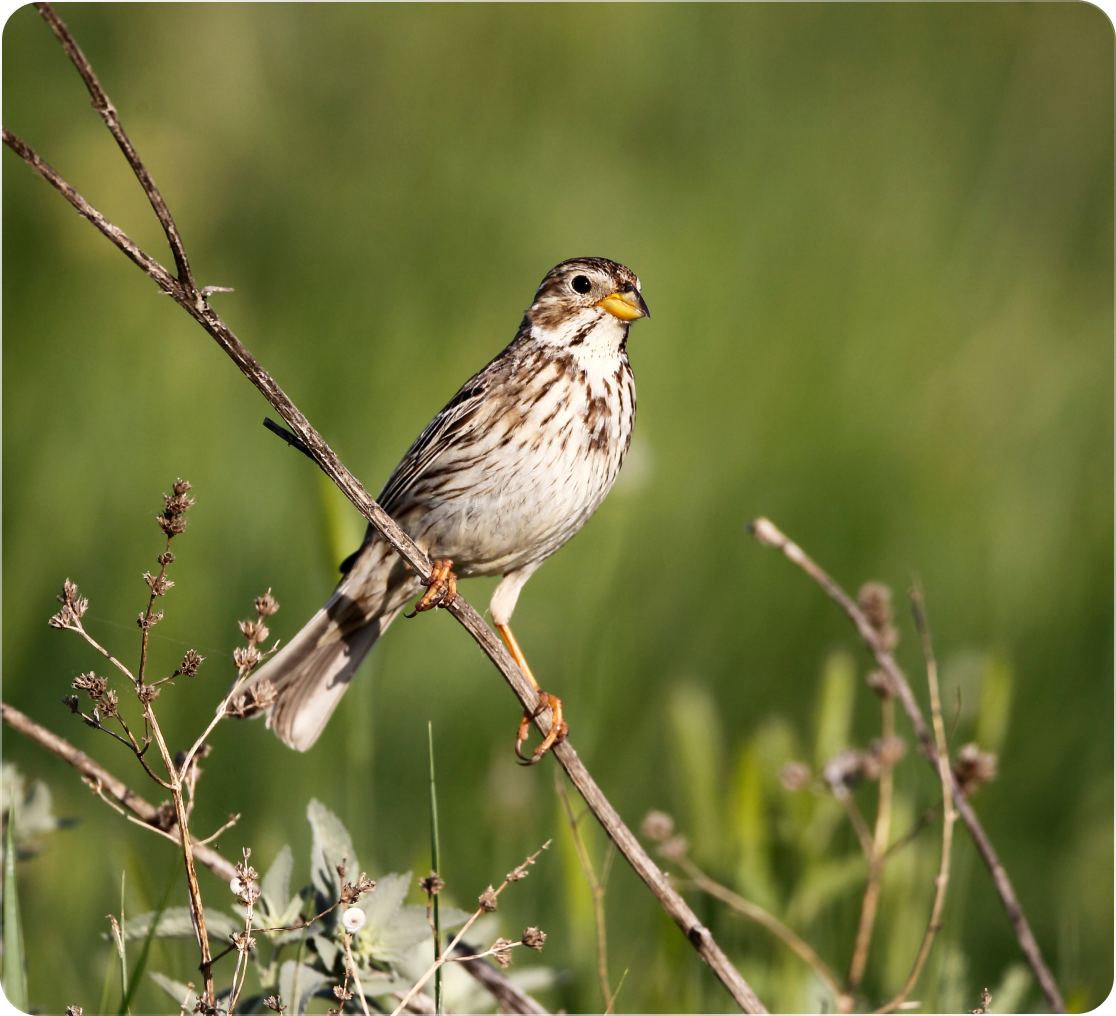 Sparrow in natural habitat