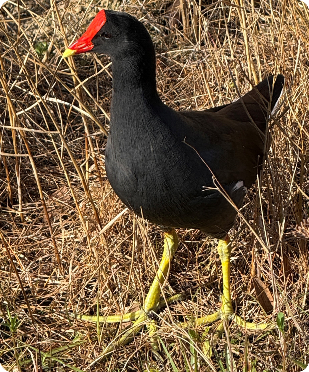 Colorful bird in natural habitat